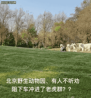 《“老虎都懵了”！北京一游客突然冲进虎群，挑衅11只白虎！警方回应…》