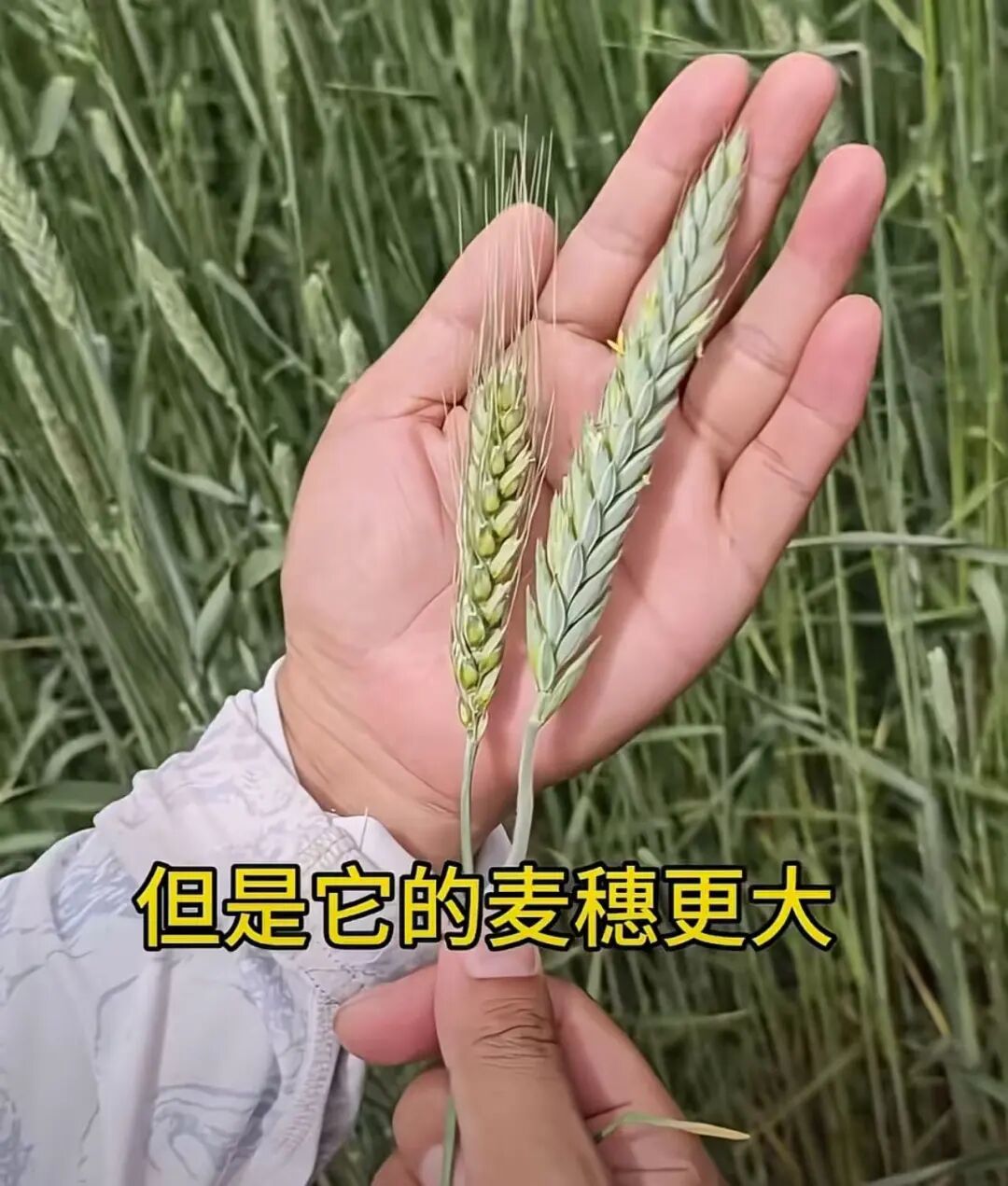 让袁隆平挠头的博士，带来好消息！ (http://www.kingbaby.com.cn/) wap 第2张
