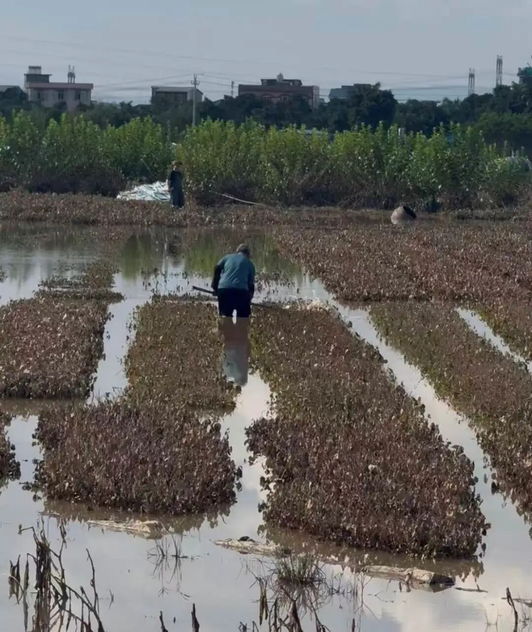 洪水重创“中国茉莉之乡”!花茶被泡,茶厂老板称损失上亿元;收购商:最高涨价七八倍,1天只收到1万斤花,灾前可达四五万斤 wap 第11张-婴之杰 洪水重创“中国茉莉之乡”!花茶被泡,茶厂老板称损失上亿元;收购商:最高涨价七八倍,1天只收到1万斤花,灾前可达四五万斤 (http://www.kingbaby.com.cn/) wap 第11张