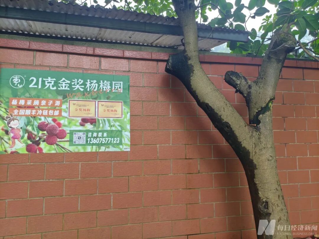 实探“泡药杨梅”风波后的漳州龙海：硬丝杨梅收购价跌至2元内！收购商：这个价格连工钱都付不起，没人愿意去摘，把老老实实的果农害惨了 (http://armanice.com/) wap 第3张