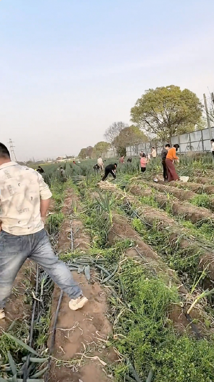 大葱遭哄抢，“好几百人，有人拔到抱不动”，种植户称损失超20万元！知情人：有人造谣老板不要钱；警方已出警 (http://www.photoreceiver.com/) wap 第2张