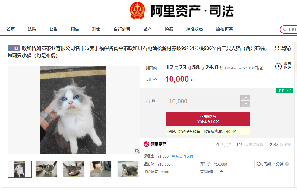 公司欠债倒闭，5只“猫咪员工”将被法院拍卖还债，打包起拍价1万元！知情人：血统比较纯正，正常卖价可达四五万元 (http://www.999law.cn/) caij 第1张