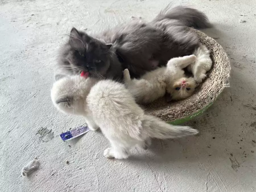 公司欠债倒闭，5只“猫咪员工”将被法院拍卖还债，打包起拍价1万元！知情人：血统比较纯正，正常卖价可达四五万元 (http://www.999law.cn/) caij 第2张
