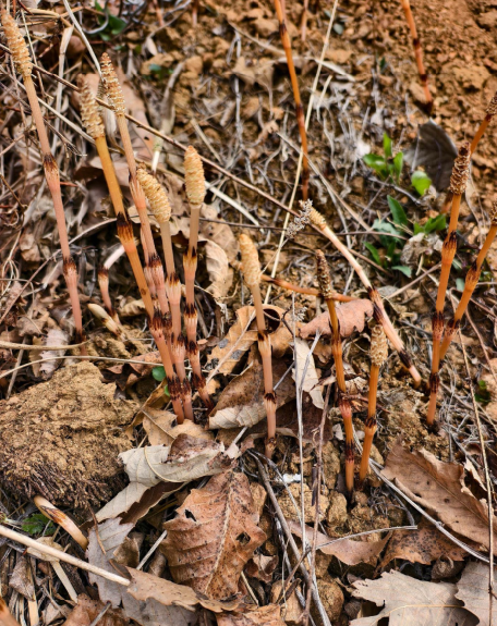 “爸爸，这座山下有黄金……”8岁男孩与家人爬山时凭草辨矿，用AI比对后爸爸上报相关部门，专家：该地大概率含金 (http://www.hilij.com/) p 第2张