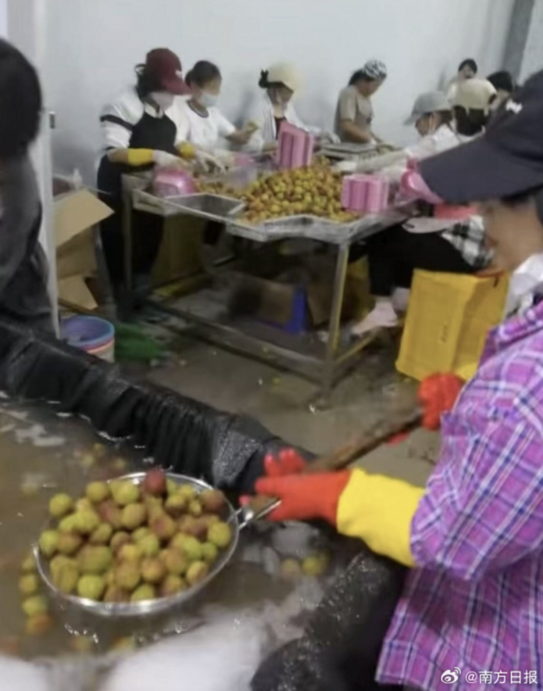 “荔枝泡水”视频引关注，工厂负责人紧急澄清！专家回应：系正常预冷操作 (http://www.kingbaby.com.cn/) wap 第1张